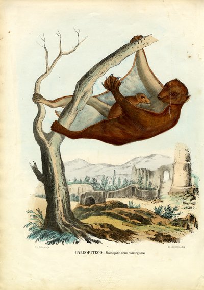 Flying Lemur by Raimundo Petraroja